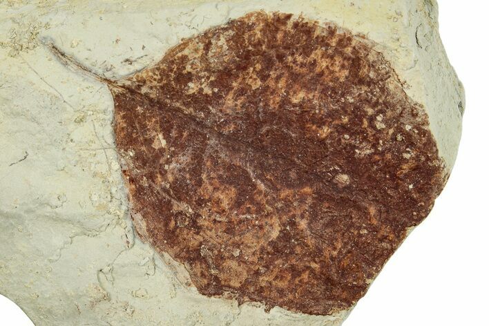 Miocene Fossil Leaf (Populus) - Augsburg, Germany #254132